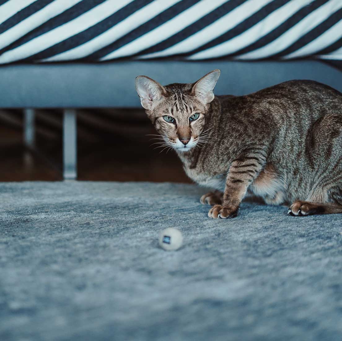 hempy Rasselball Adventskalender 2023