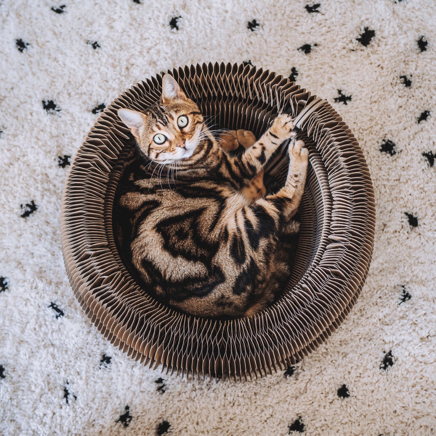 MAZE - Faltbares Papp-Katzenbett und Spielzeug in einem