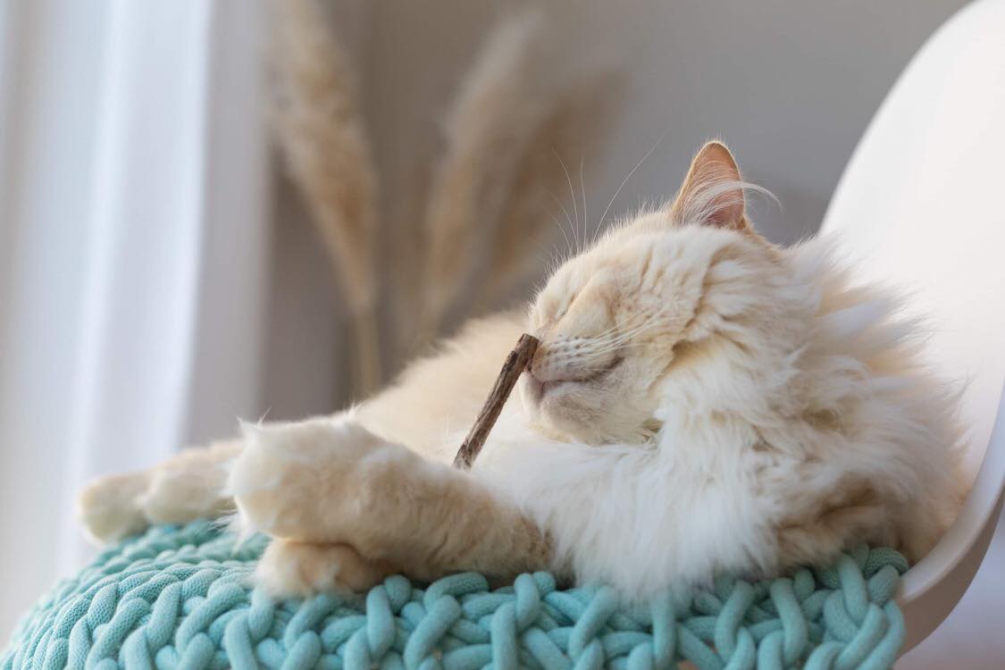 Matatabi-Sticks naturbelassen