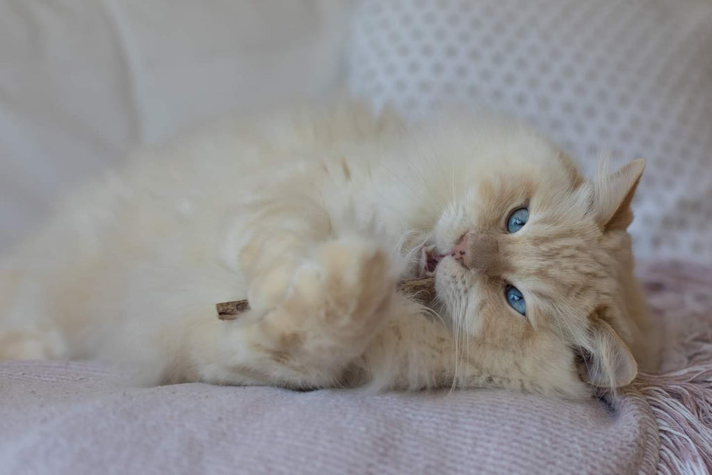 Matatabi-Sticks naturbelassen