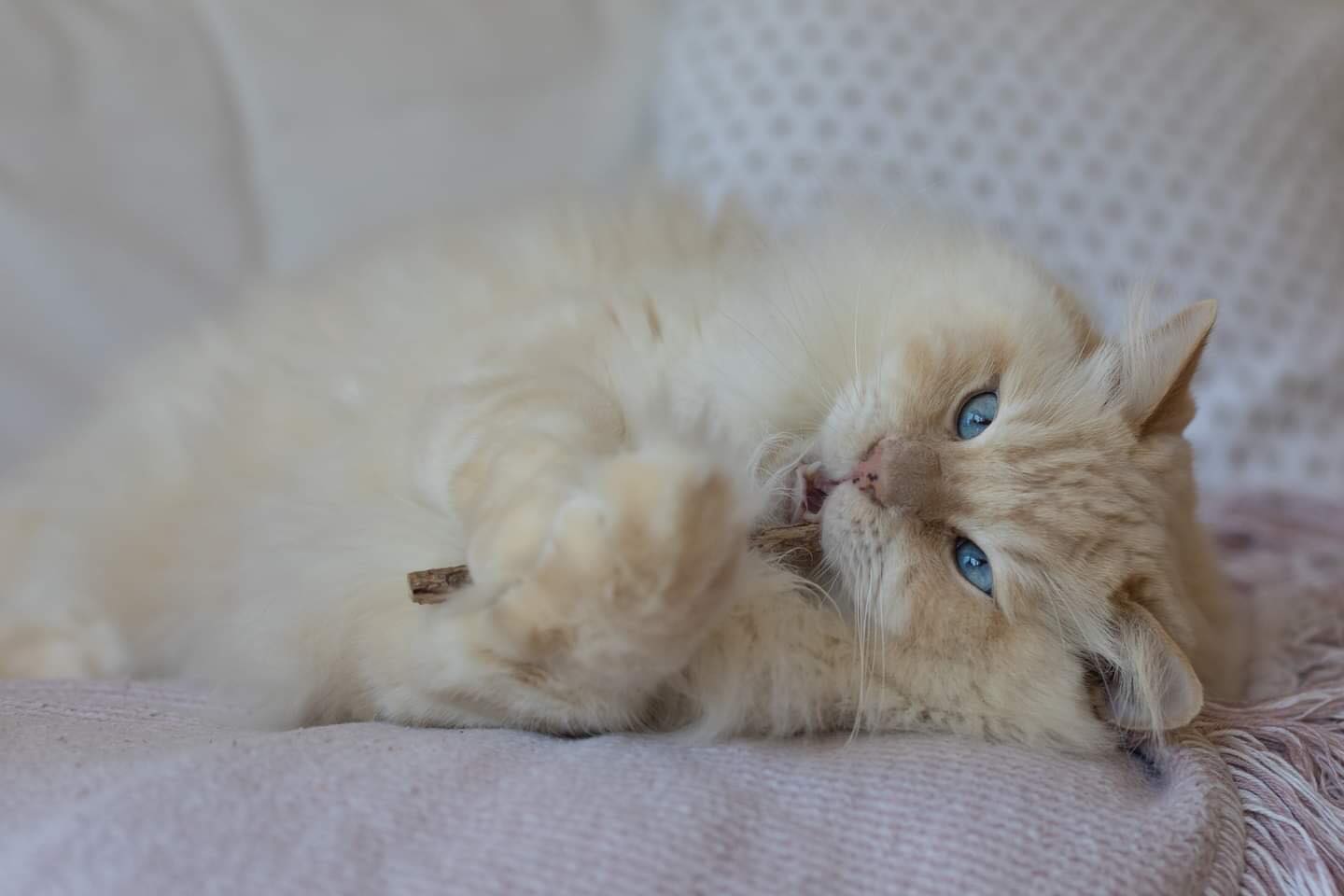 Matatabi-Sticks naturbelassen