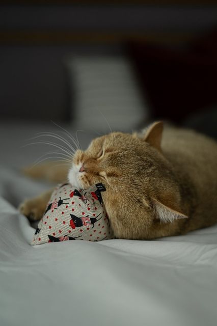 maty ohlala (Matatabi)