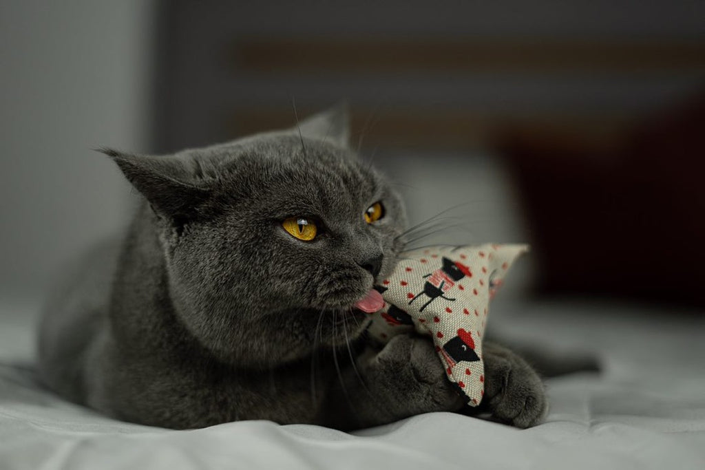 maty ohlala (Matatabi)