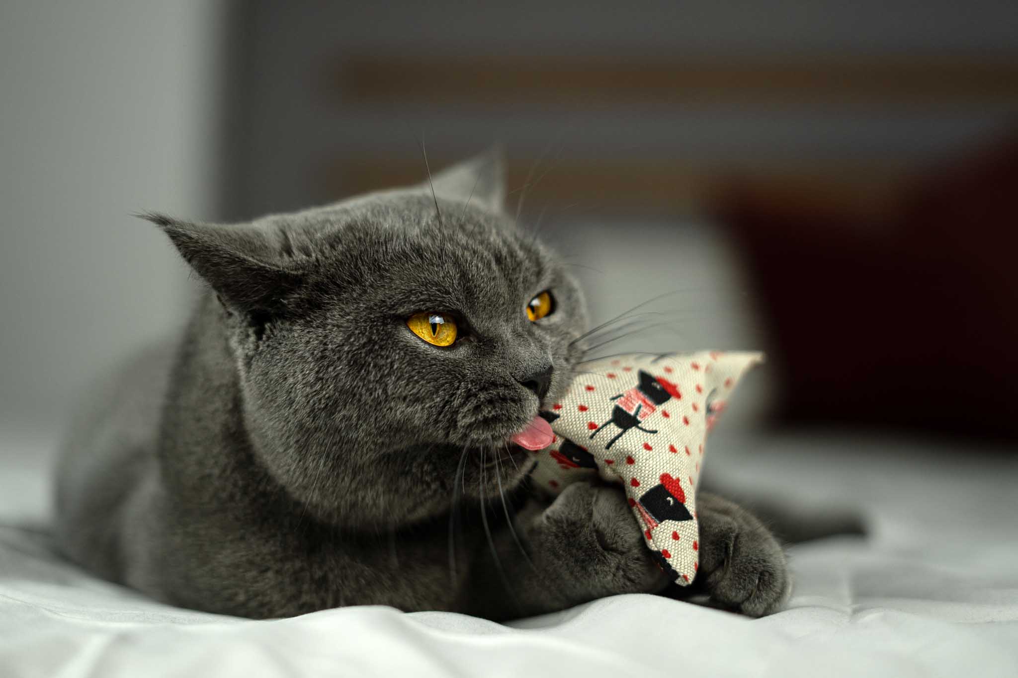 maty ohlala (Matatabi)