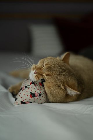 maty ohlala (Matatabi)