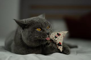 maty ohlala (Matatabi)