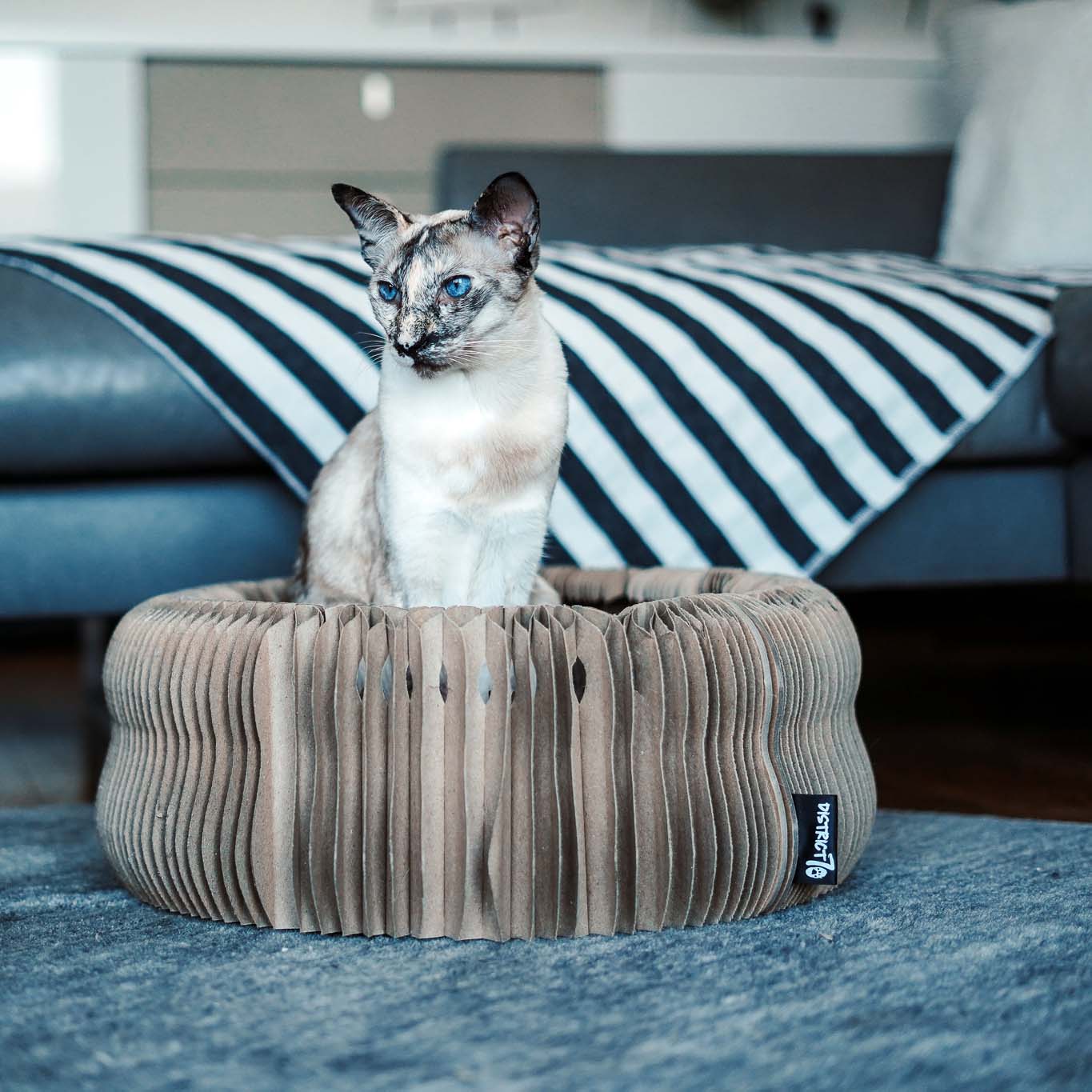 MAZE - Faltbares Papp-Katzenbett und Spielzeug in einem