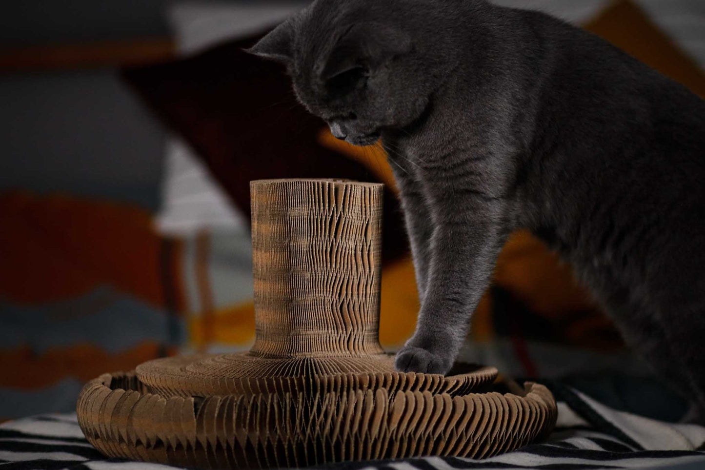 MAZE - Faltbares Papp-Katzenbett und Spielzeug in einem