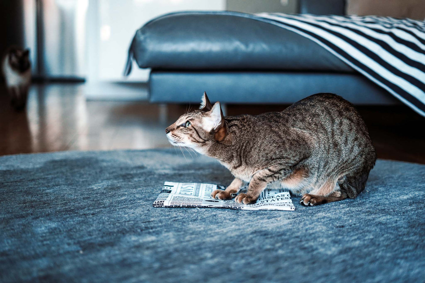 mews knisternde Zeitung mit Matatabi (Adventskalender 2022)