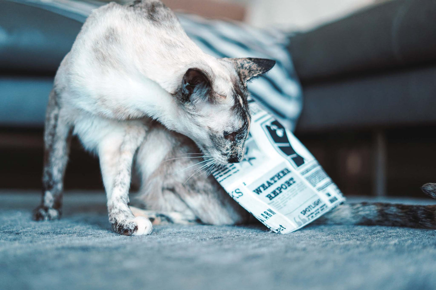 mews knisternde Zeitung mit Matatabi (Adventskalender 2022)