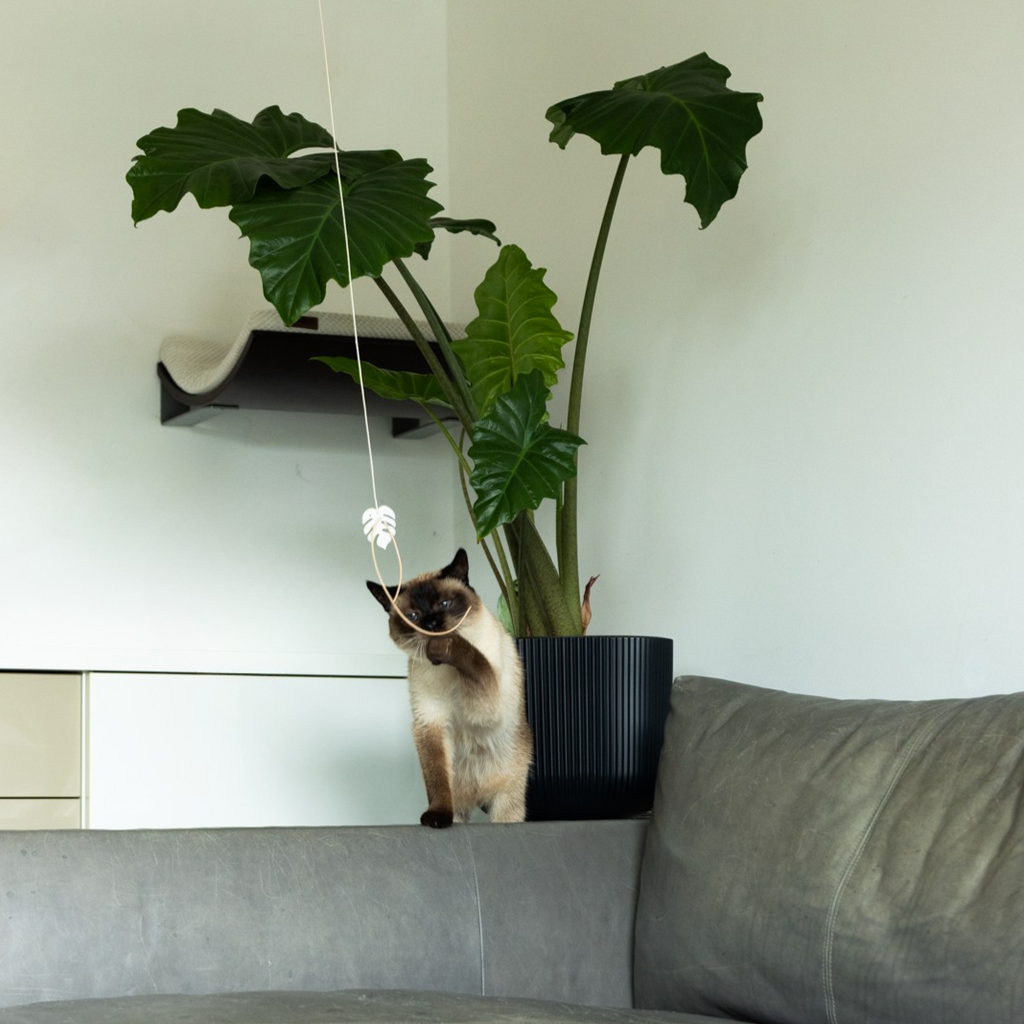 Spielangel monstera dance