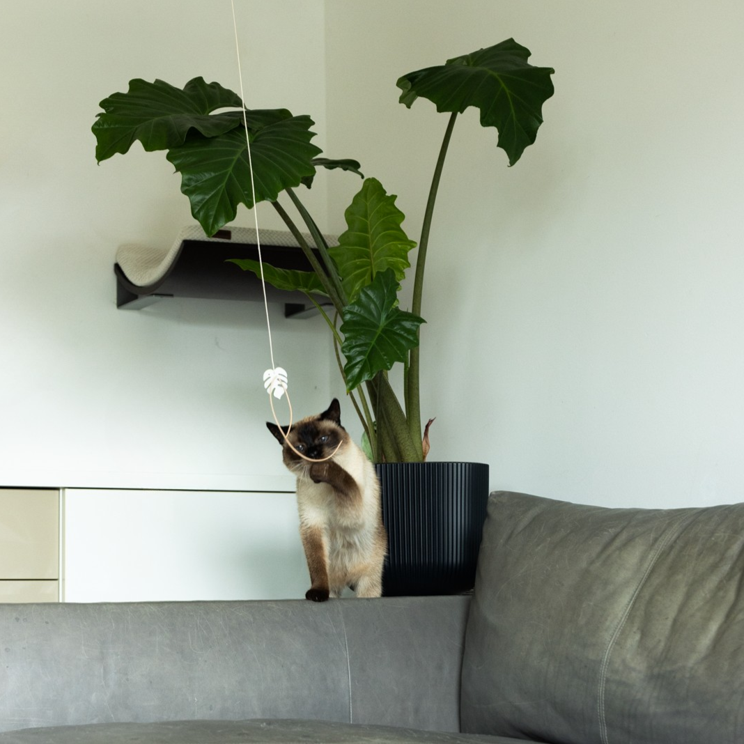 Spielangel monstera dance
