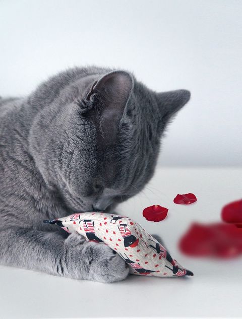 nippy ohlala Catnipkissen