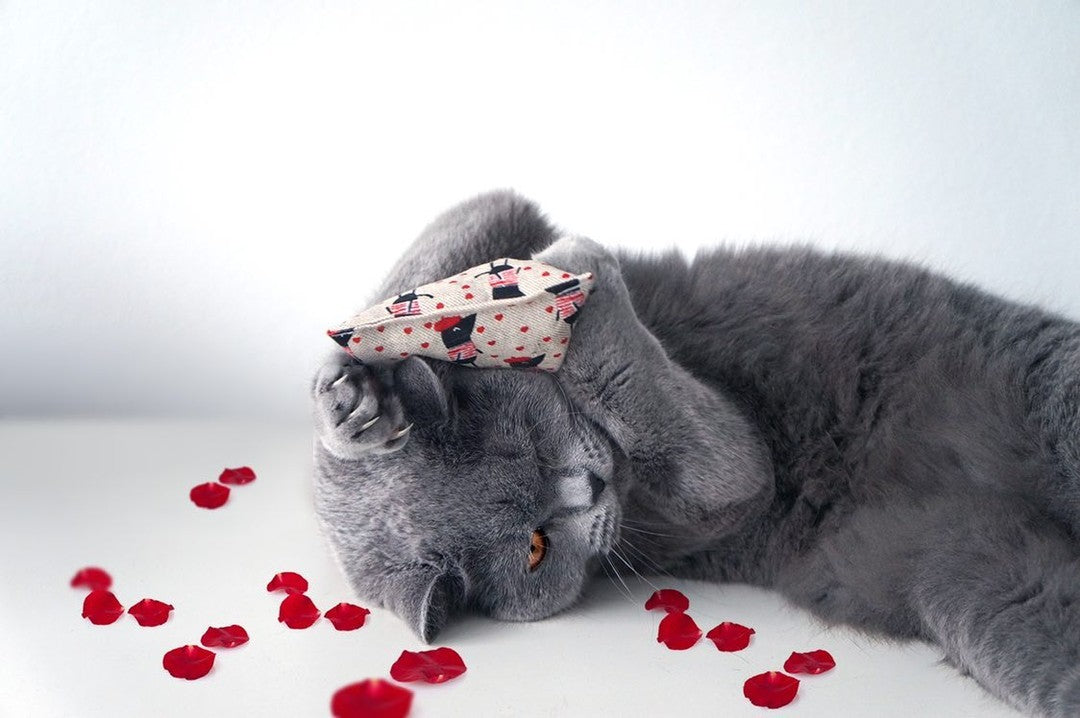 nippy ohlala Catnipkissen