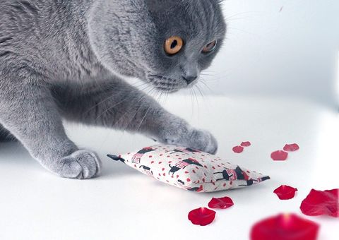 nippy ohlala Catnipkissen