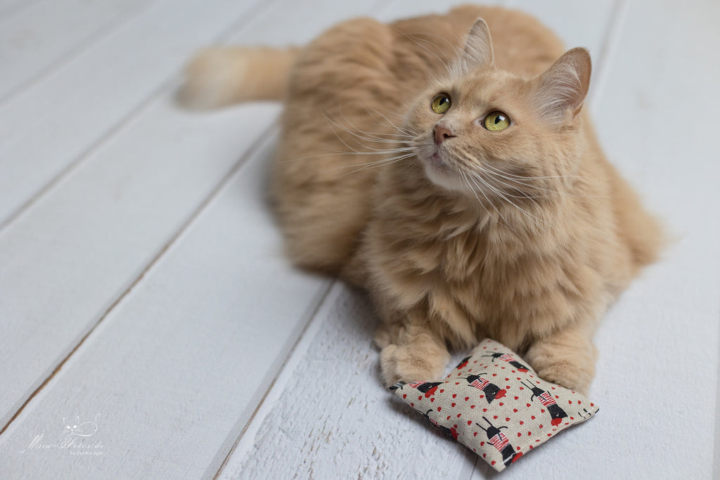 nippy ohlala Catnipkissen