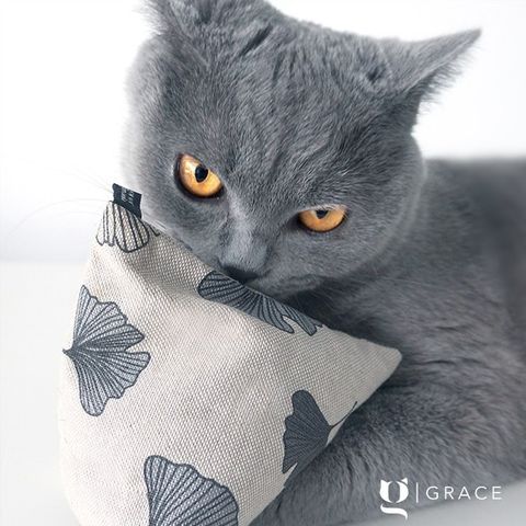 purramid Ginkgo (Baldrian + Catnip)