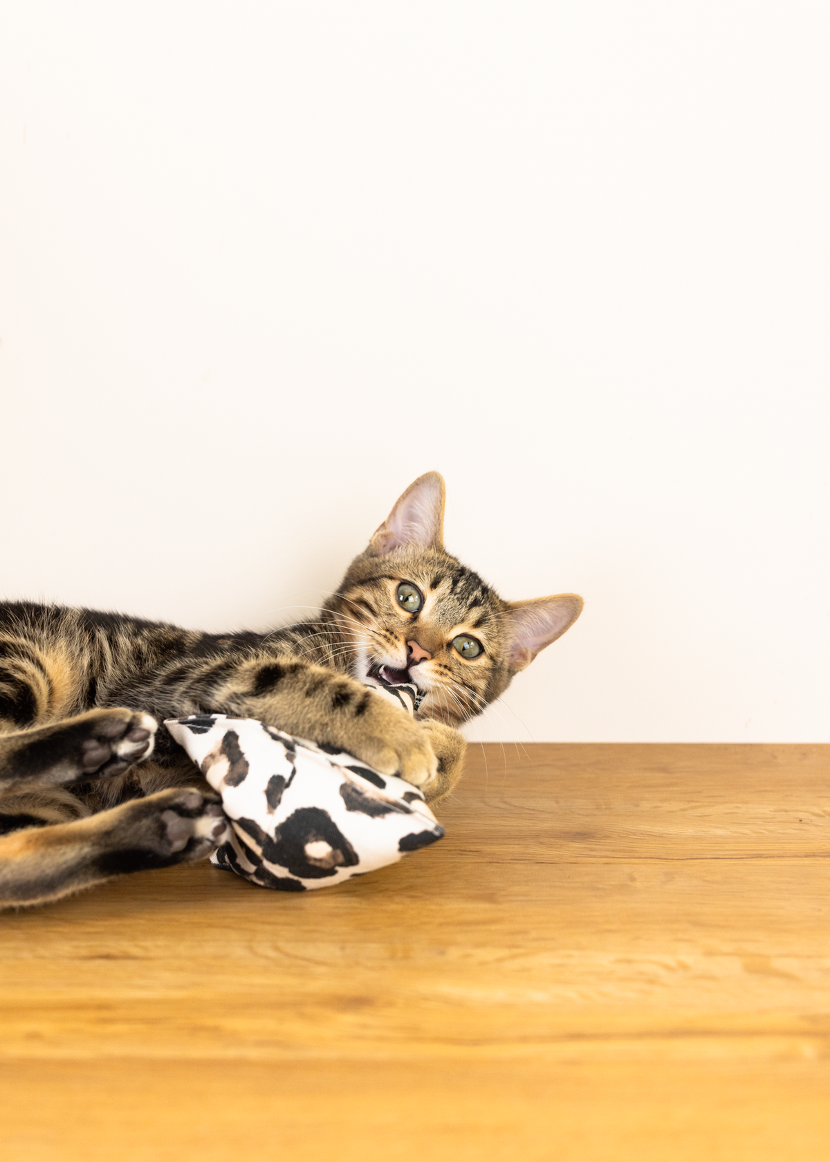 purramid Leo (Baldrian & Catnip