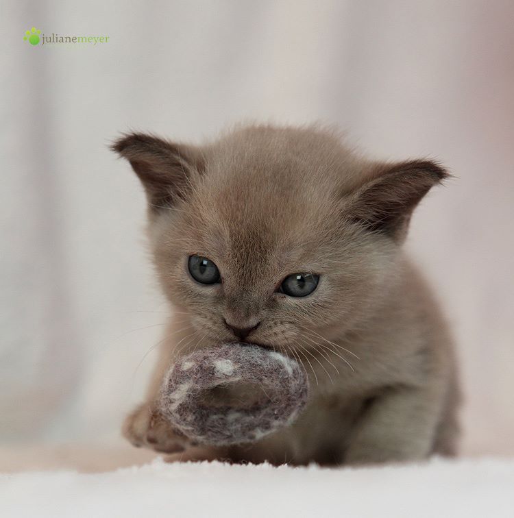 ring 3er Bundle Filzringe melange