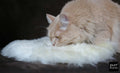 sheepy pad rund