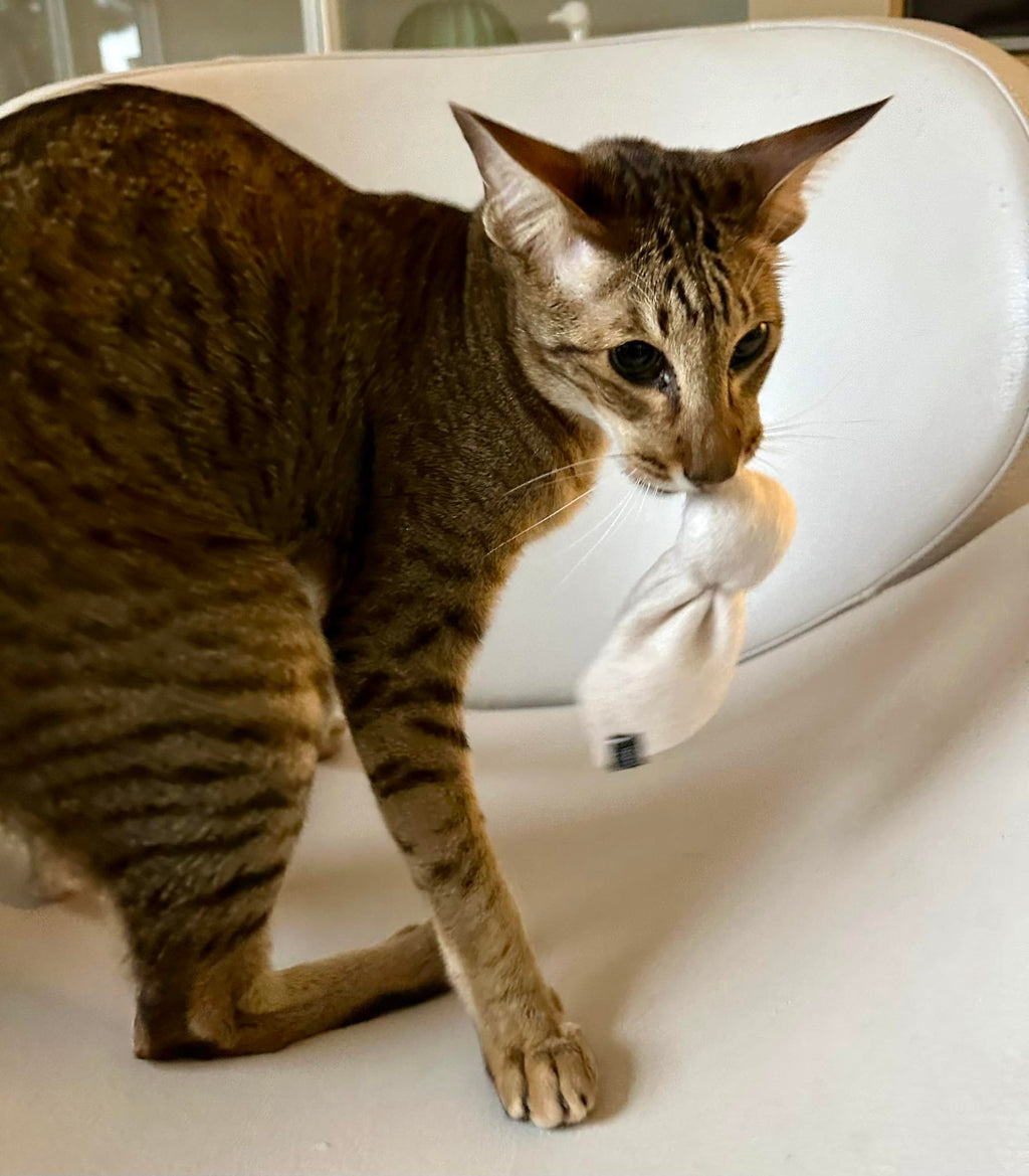 Pupshase snuggle (Baldrian)