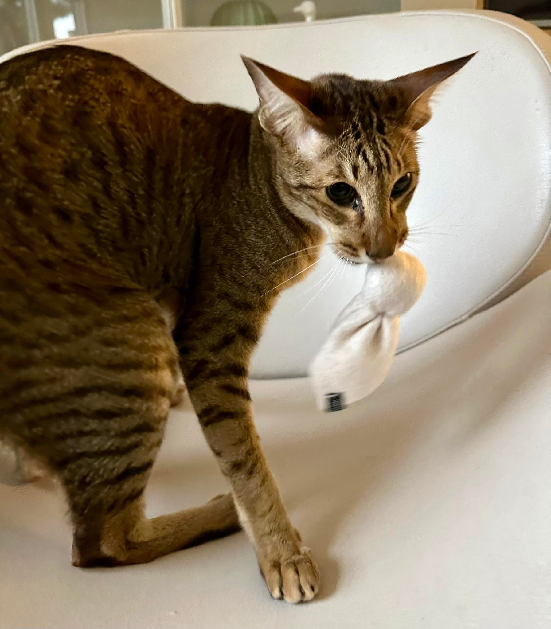 Pupshase snuggle (Baldrian)