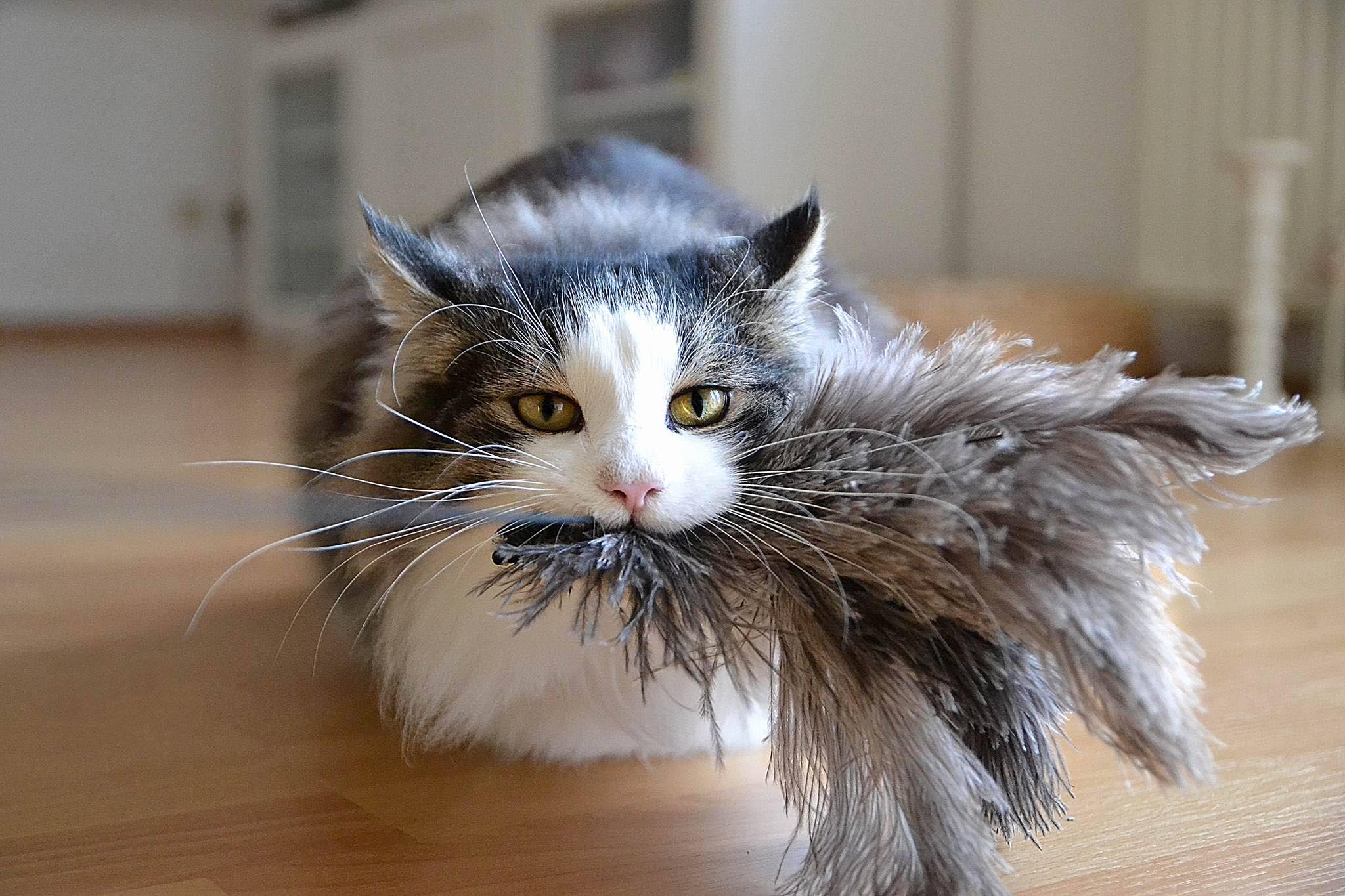 swing Baumwollkordel