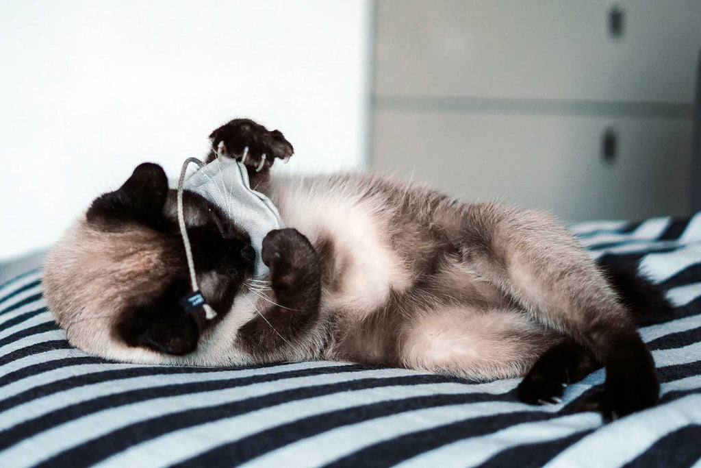 tea bag fresh mint (Catnip)