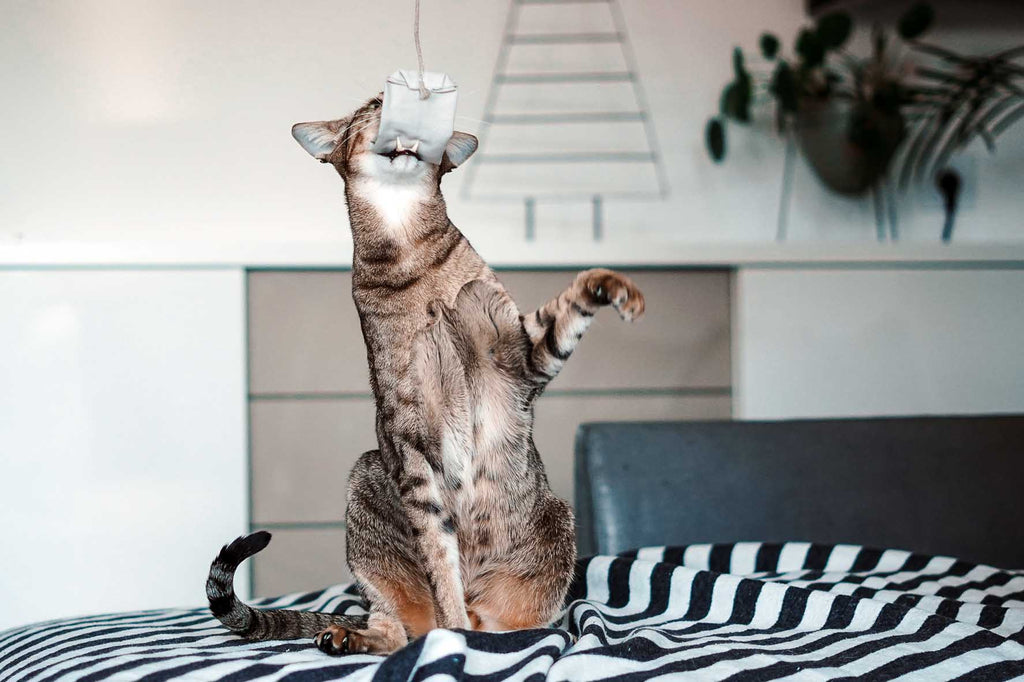 tea bag fresh mint (Catnip)