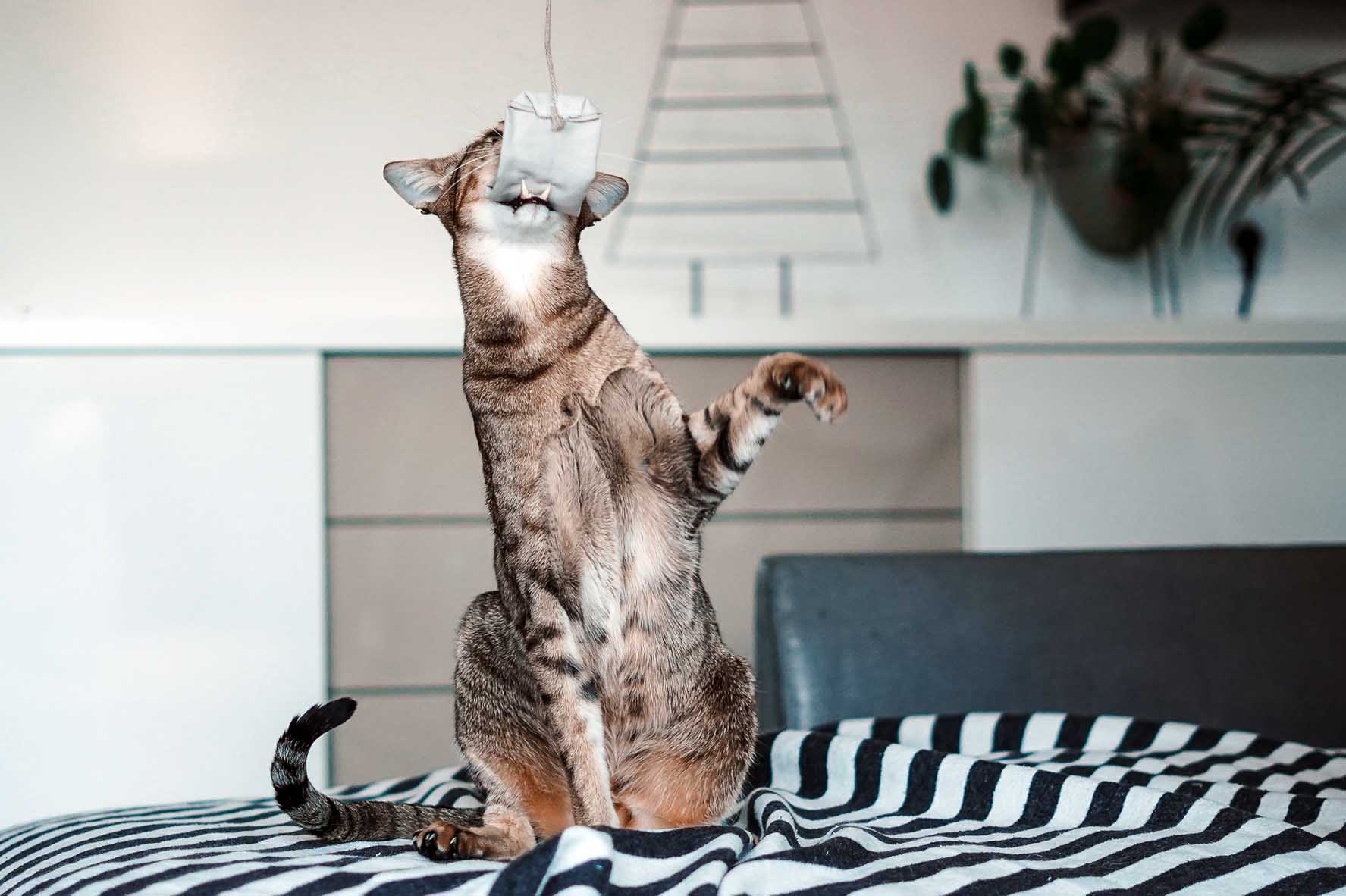 tea bag neutral beige (Catnip)