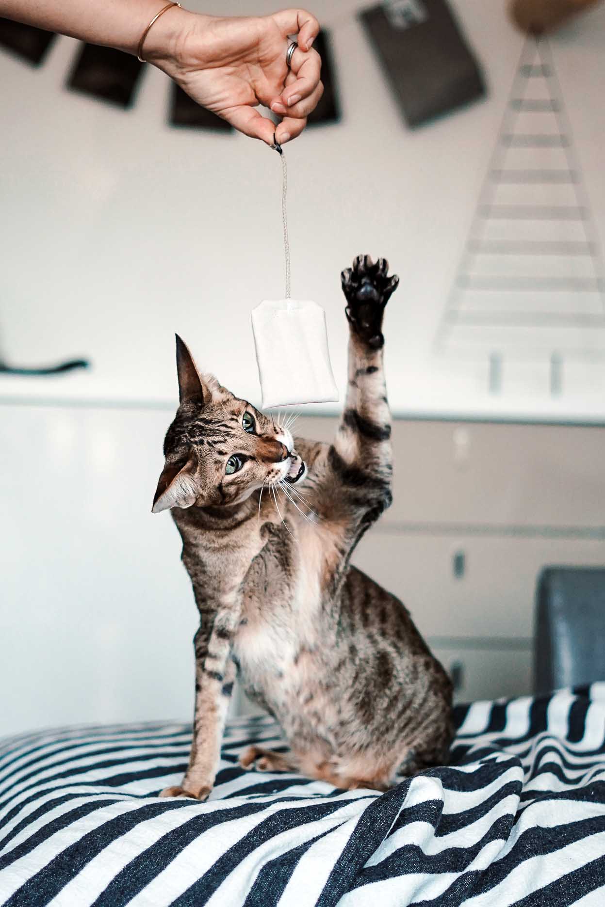 tea bag fresh mint (Catnip)