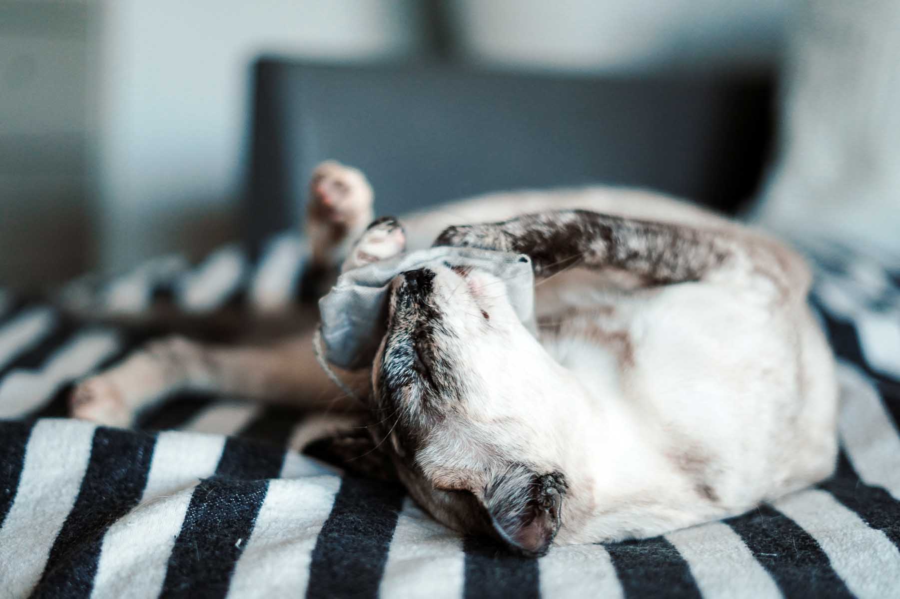 tea bag neutral beige (Catnip)