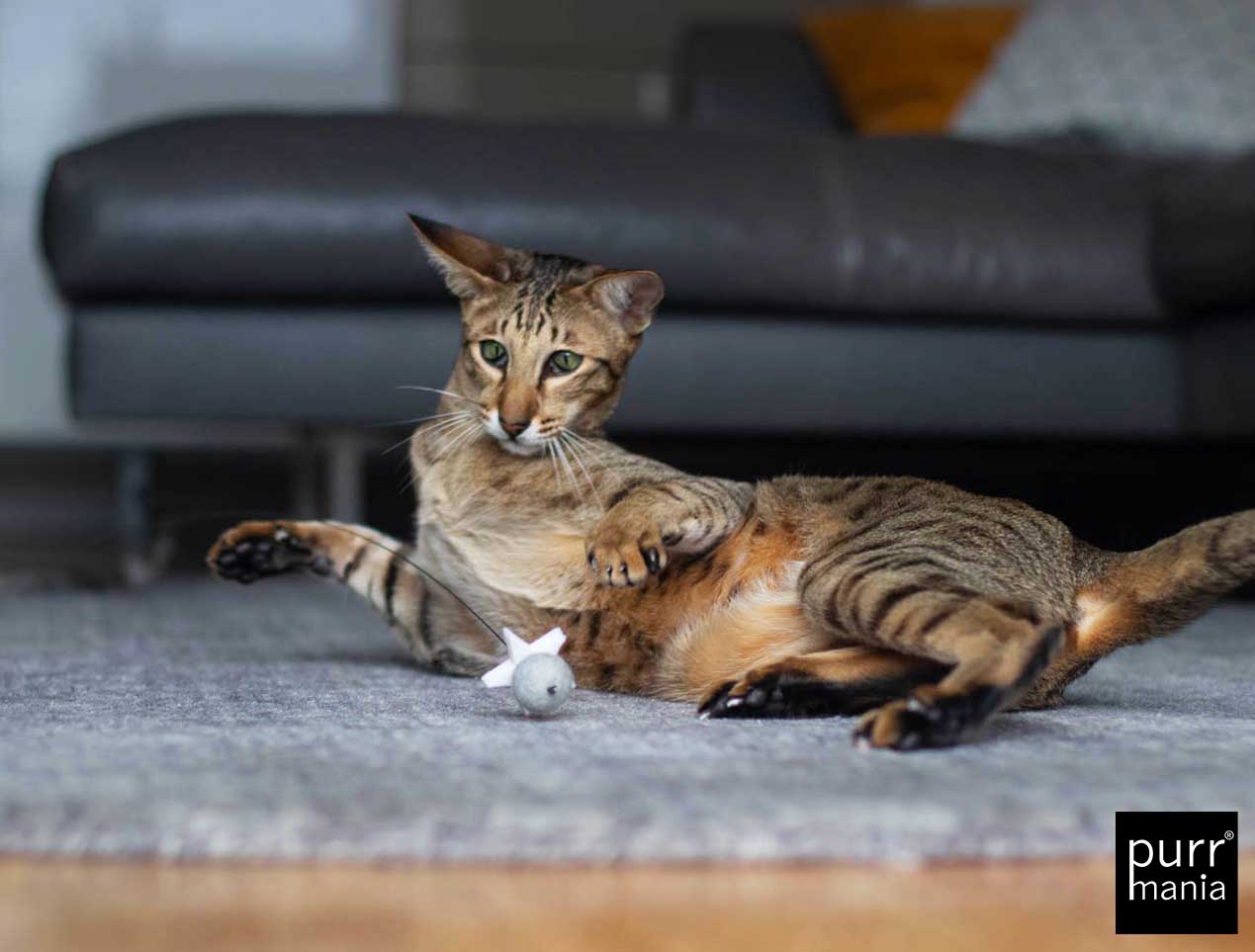 wiggle starlet Drahtangel