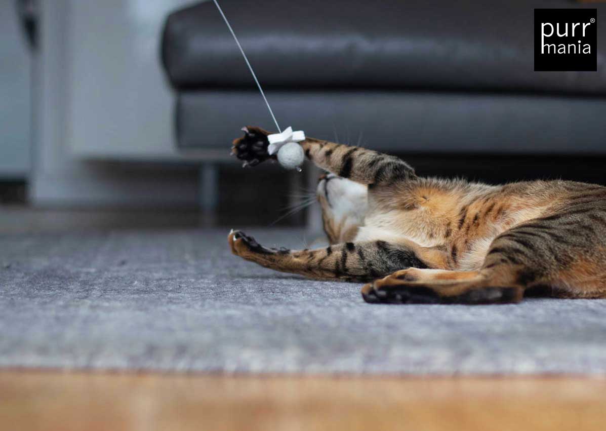 wiggle starlet Drahtangel