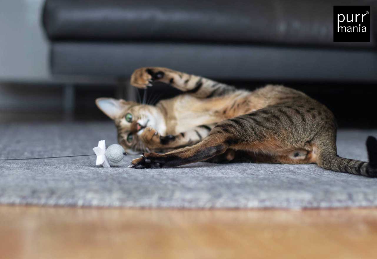 wiggle starlet Drahtangel