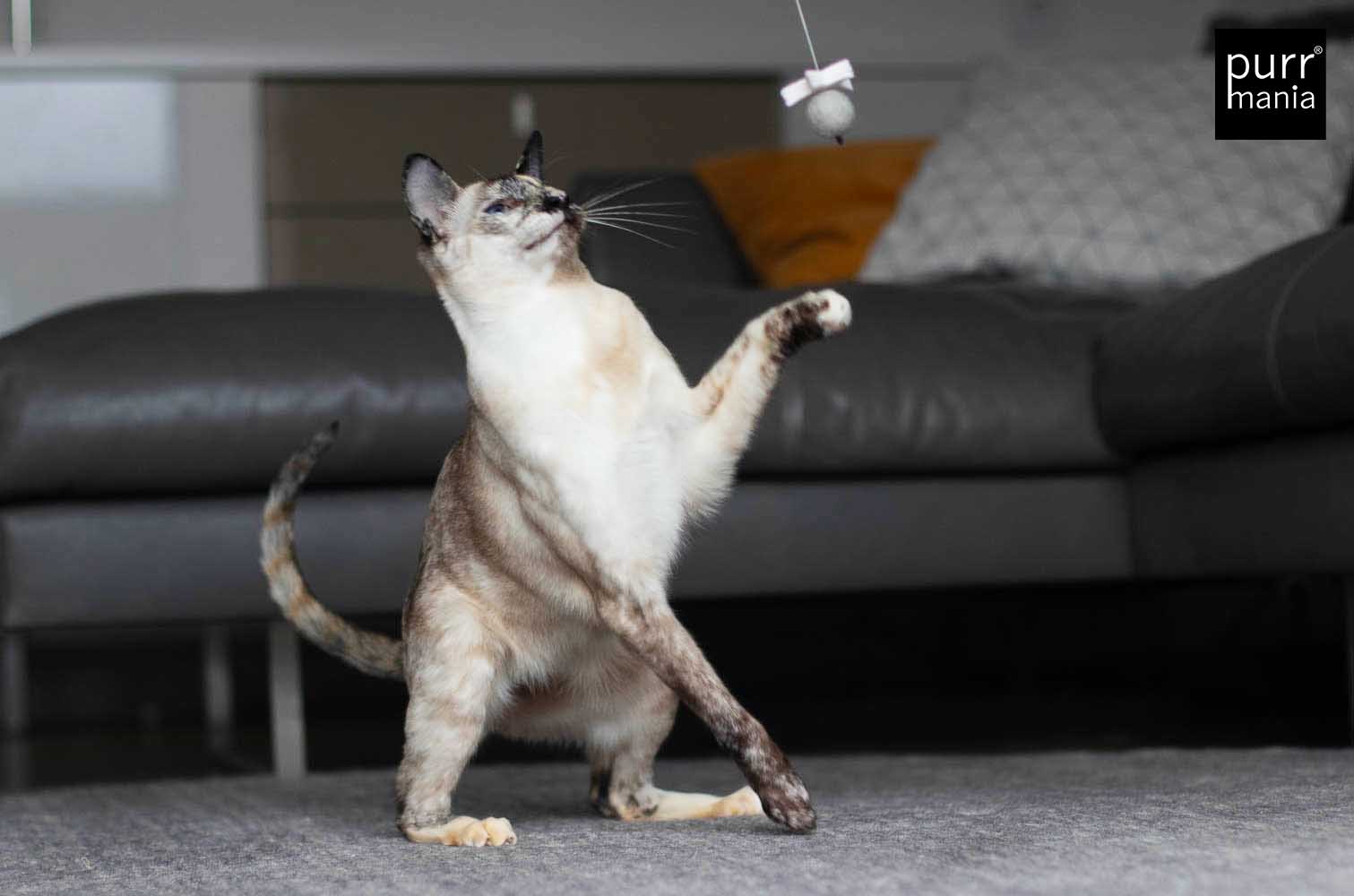 wiggle starlet Drahtangel