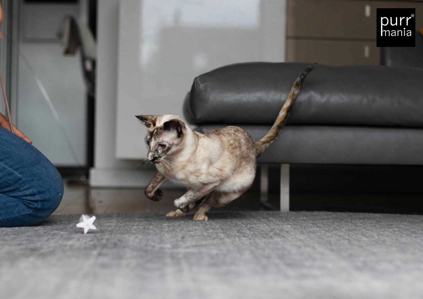 wiggle starlet Drahtangel