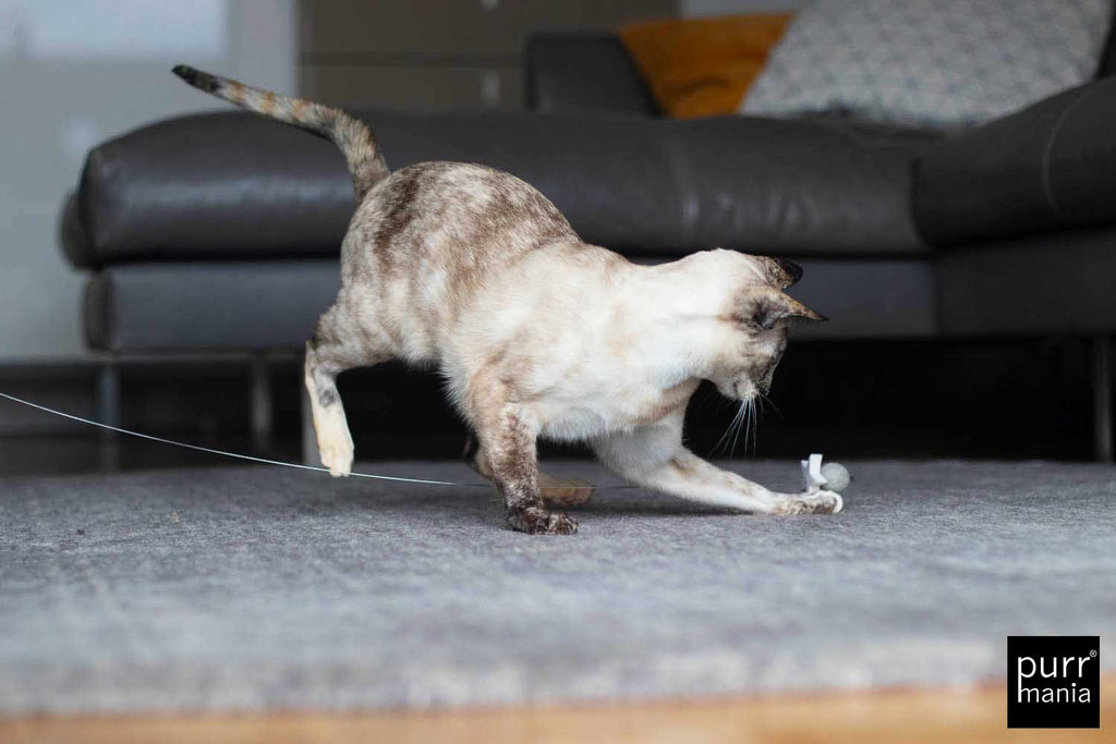 wiggle starlet Drahtangel