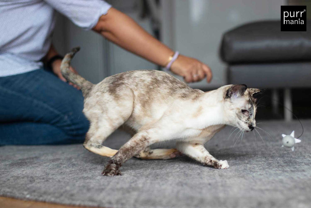 wiggle starlet Drahtangel