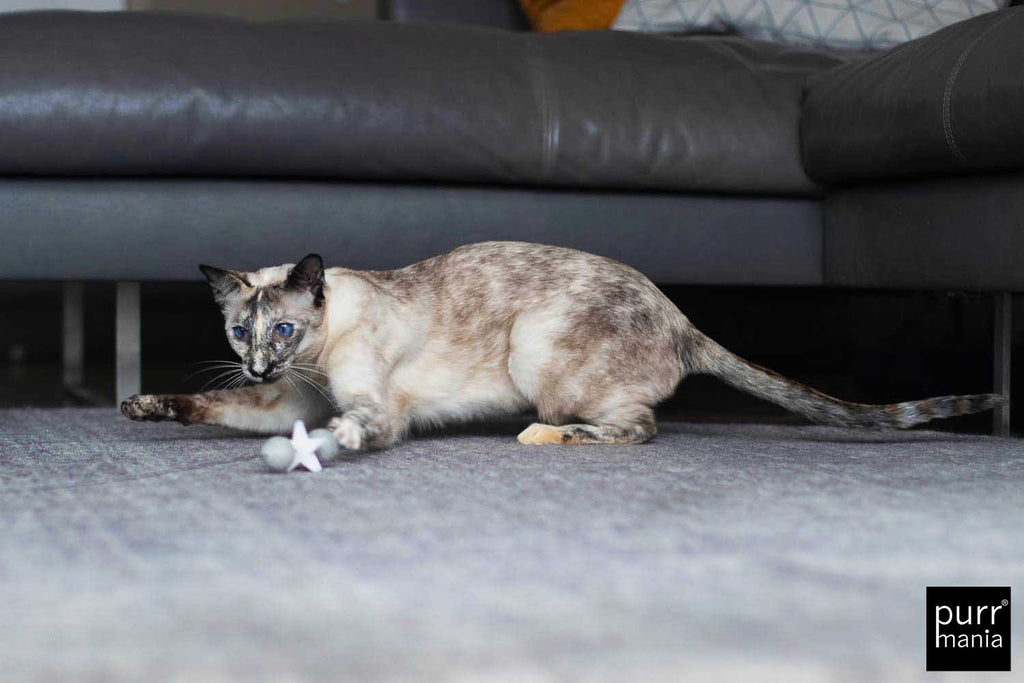 wiggle starlet Drahtangel