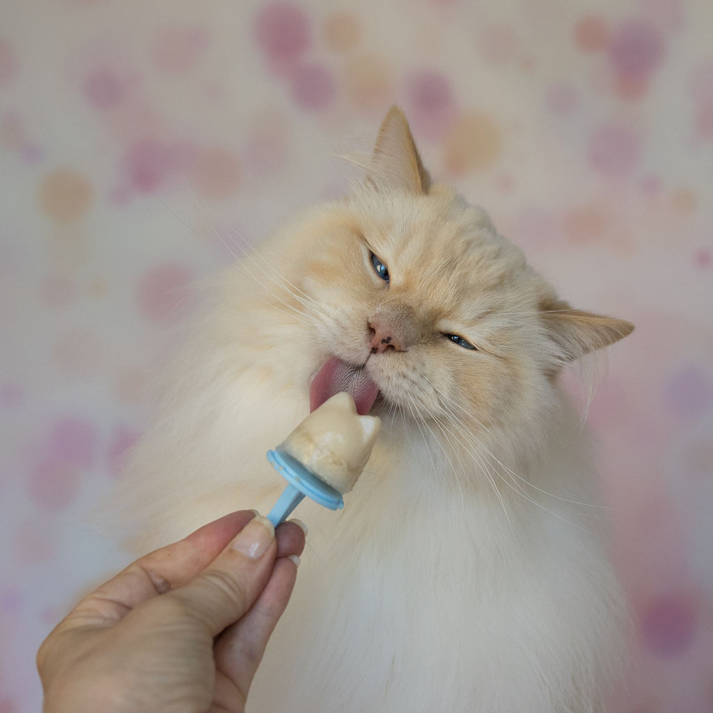 Katzeneispulver: Superfood Ice Cream for Cats 70 Gramm
